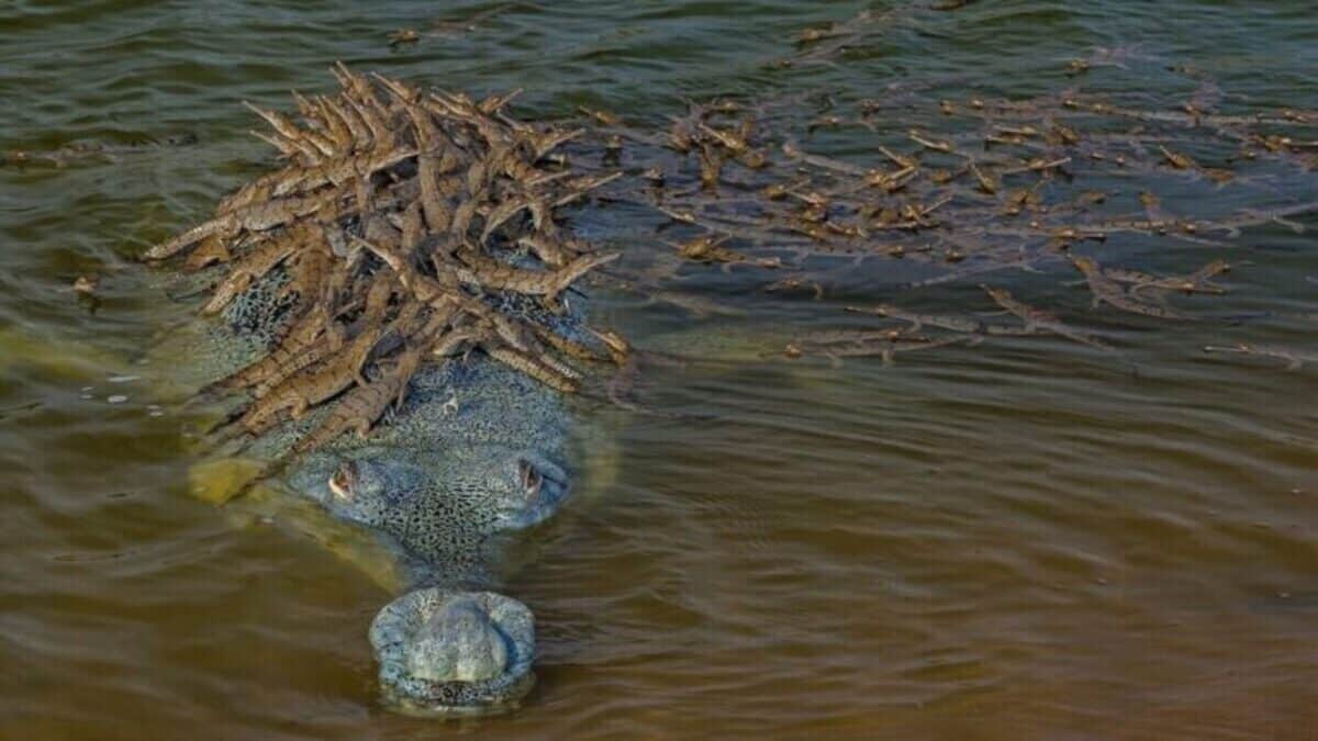 100隻小鱷魚騎在鱷魚爸爸背上！一張超療癒照片驚豔全球、瘋傳網路